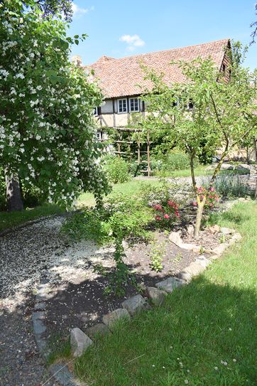 Hopfenblüte im Garten