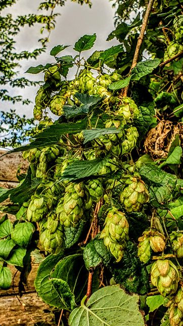 Hopfen im Bauerngarten